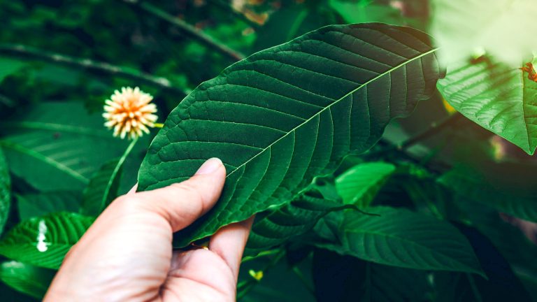 best kratom brands